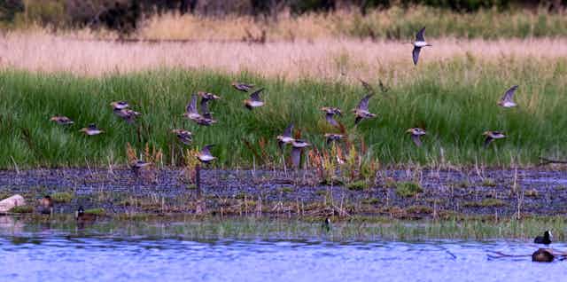 Latham's Snipe flock at a wetlands.
