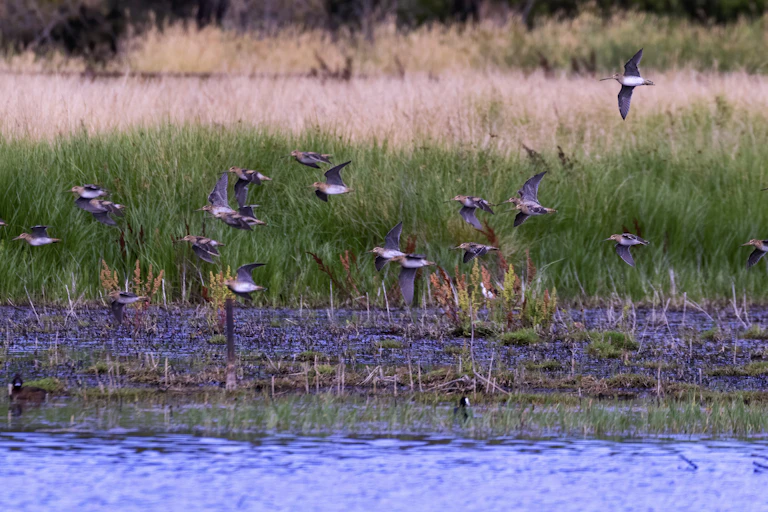 Latham's Snipe flock at a wetlands.