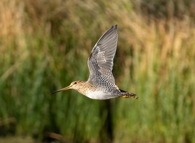 A Latham's Snipe flies past.