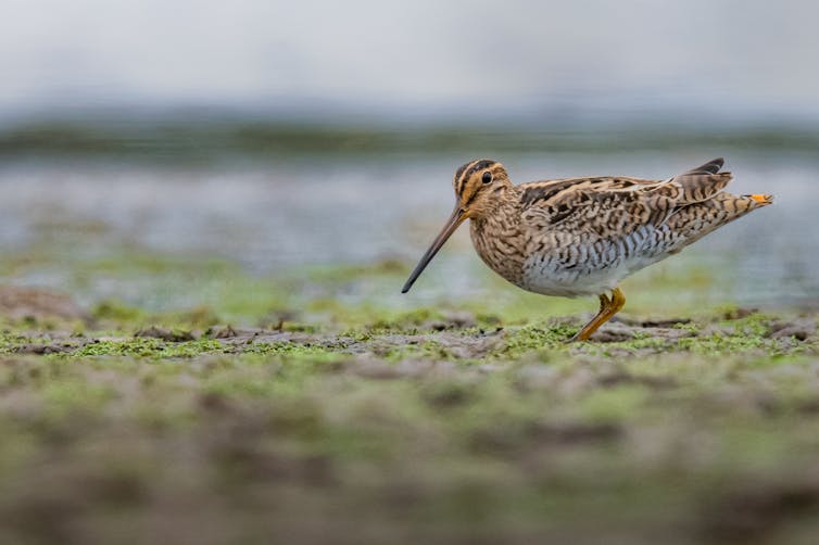 This bird's stamina is remarkable: it flies non-stop for 5 days from Japan to Australia, but now its habitat is under threat