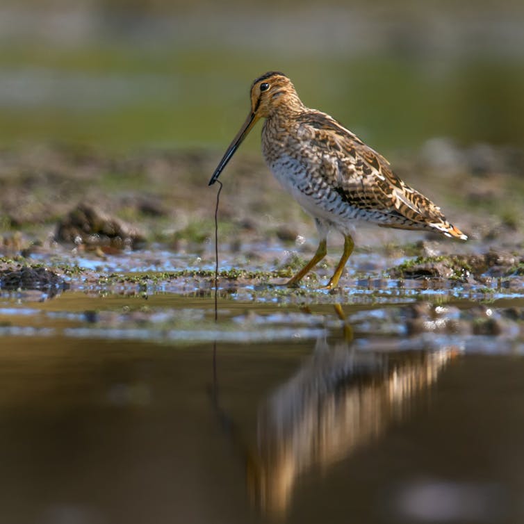 it flies non-stop for 5 days from Japan to Australia, but now its habitat is under threat