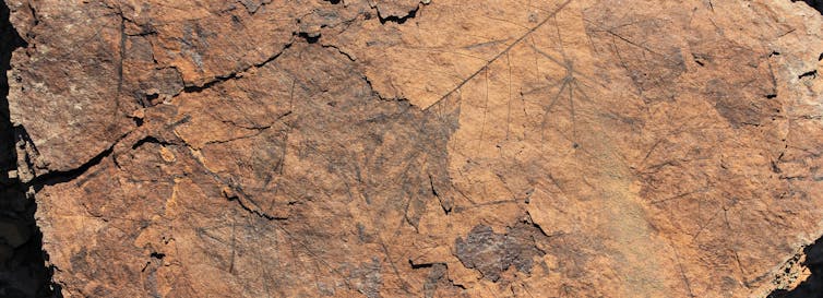 Layers of fossil leaves