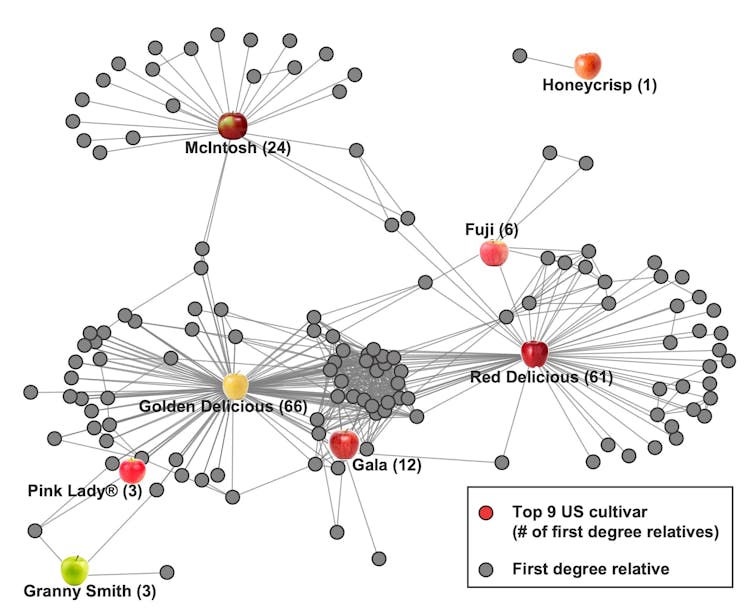 Diagram showing the relationships of the top nine apple varieties