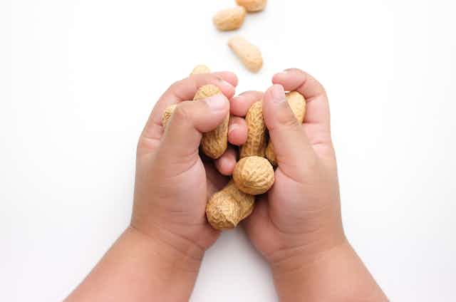 A child's hands holding some peanuts in the shell.