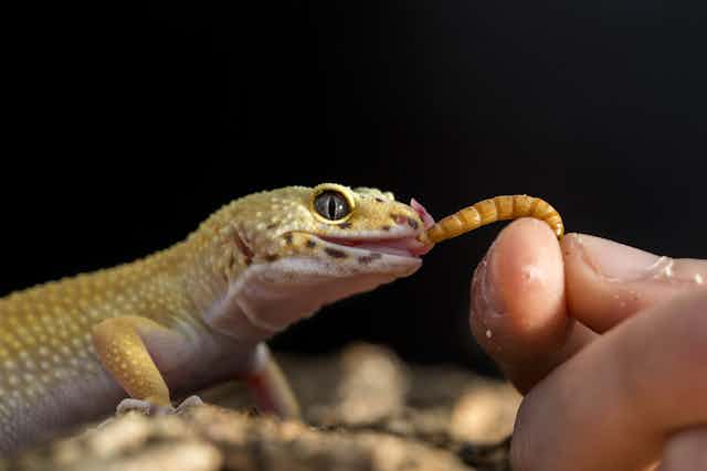 A leopard gecko is fed a mealworm by a human hand