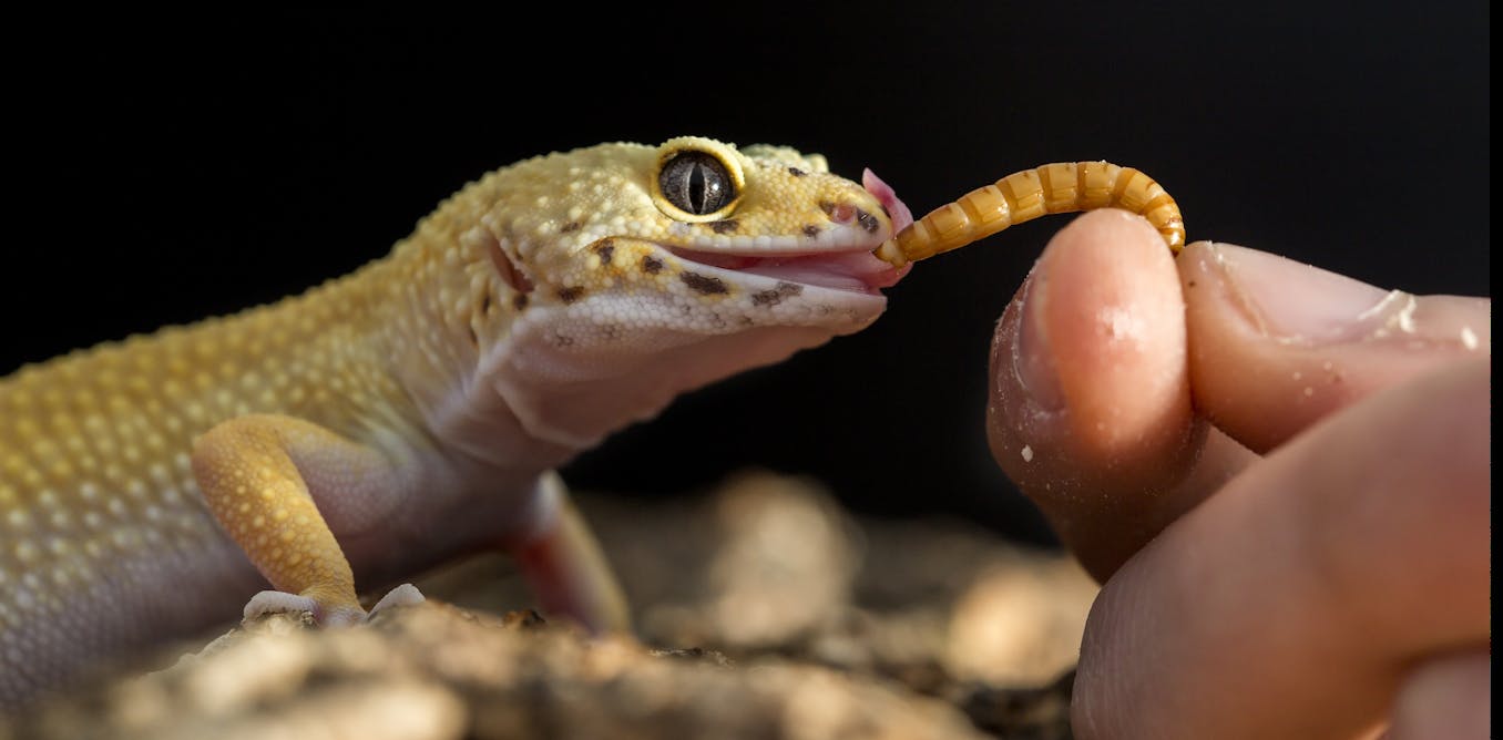 Lizards, snakes and turtles: Dispelling the myths about reptiles as pets