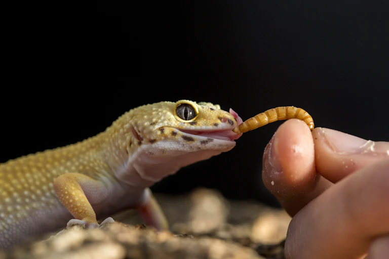 A leopard gecko is fed a mealworm by a human hand