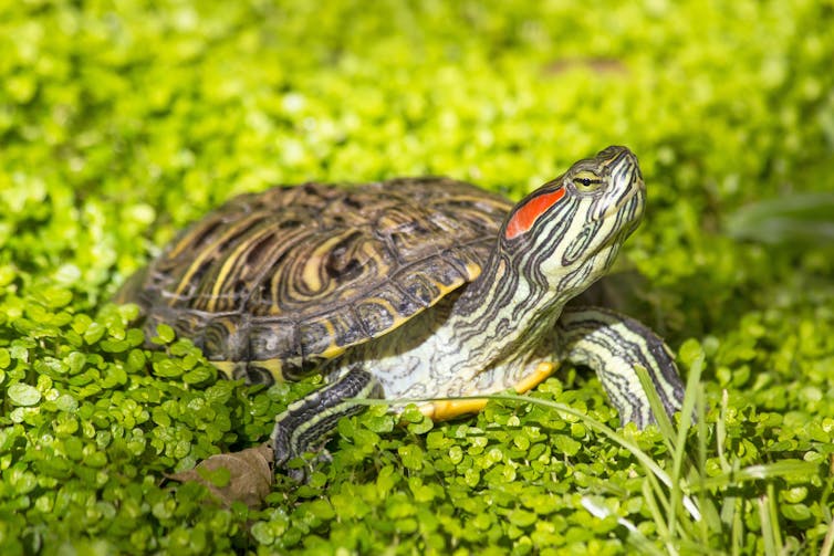 Reptiles as pets: A turtle with a red streak on its head surrounded by greenery.