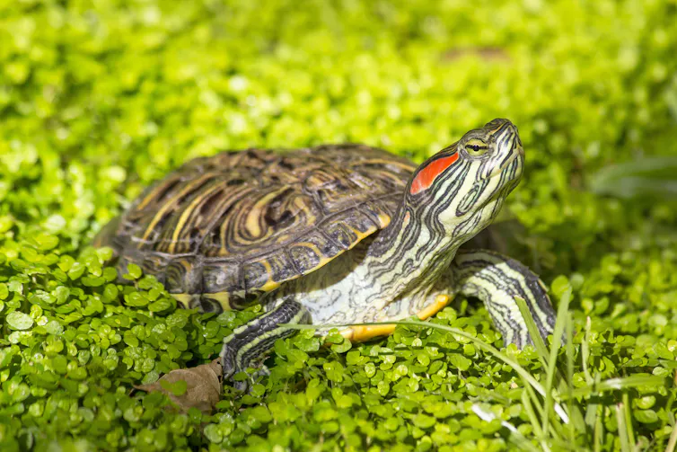 A turtle with a red streak on its head surrounded by greenery