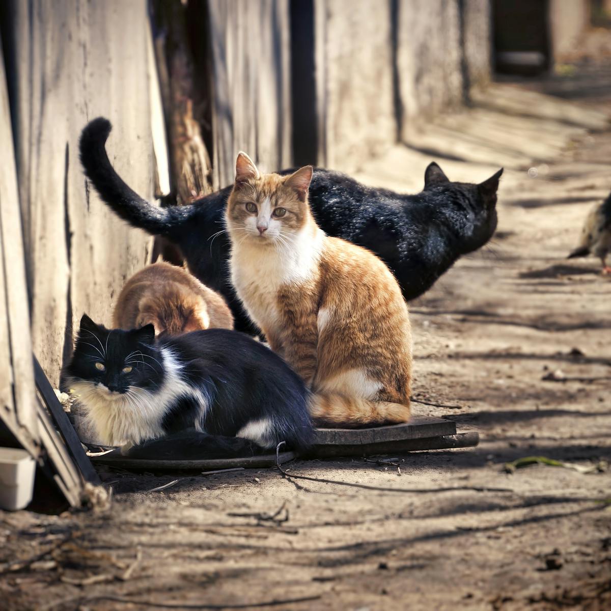 Street Life Ain T Easy For A Stray Cat With Most Dying Before They Turn 1 So What S The Best Way To Deal With Them Street Life Ain T Easy For A Stray Cat With Most Dying Before They Turn 1 So What S The Best Way To Deal With Them