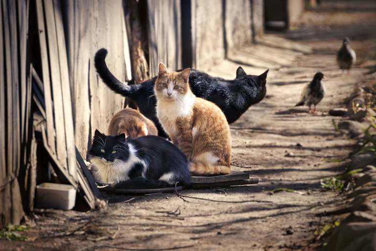 Four cats sitting together on the street