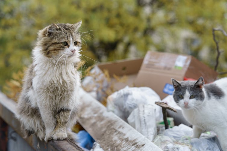 Two cats among rubbish