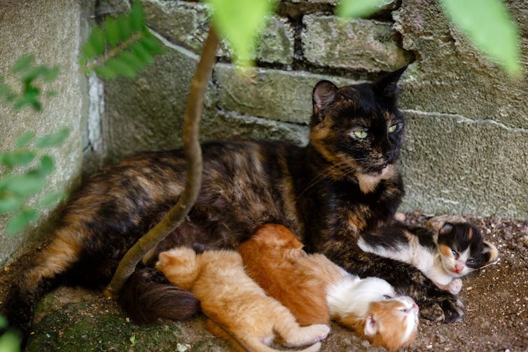 Stray cat feeding kittens