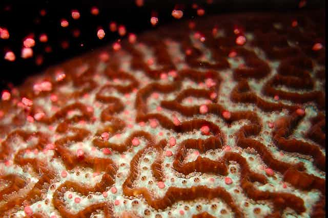 Platygyra coral spawning