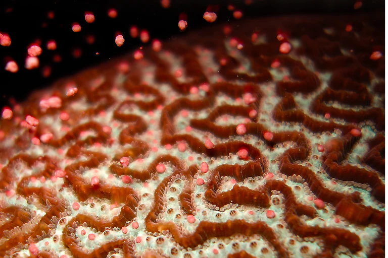 Platygyra coral spawning