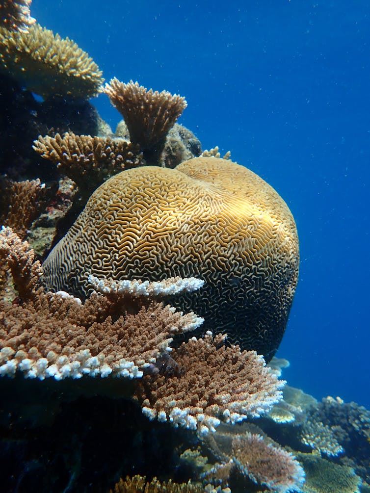 Platygyra coral colony