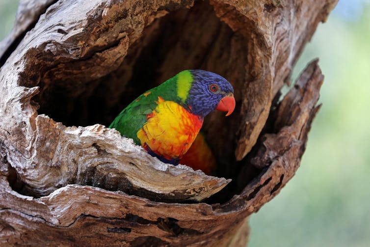 A rainbow lorikeet shelters in the hollow of a tree.