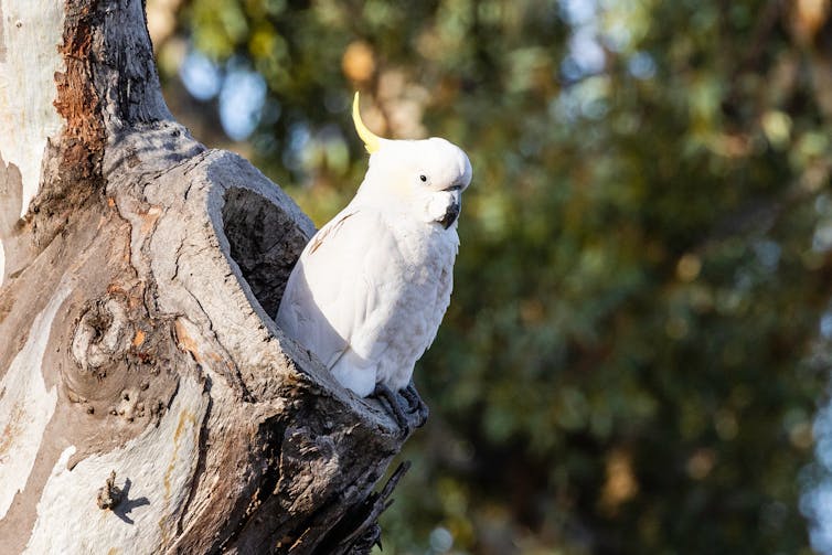 A cockatoo sits in a hollow.