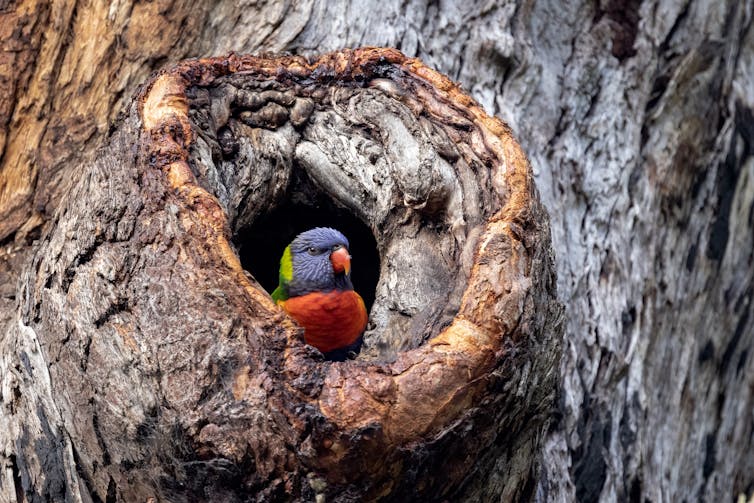 A rainbow lorikeet hides in a hollow.