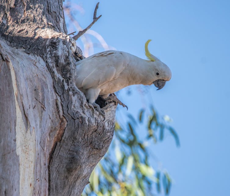 A cockatoo sits in a hollow.