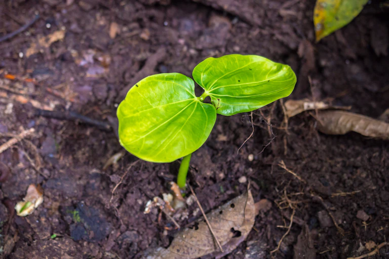 A tiny green sapling.