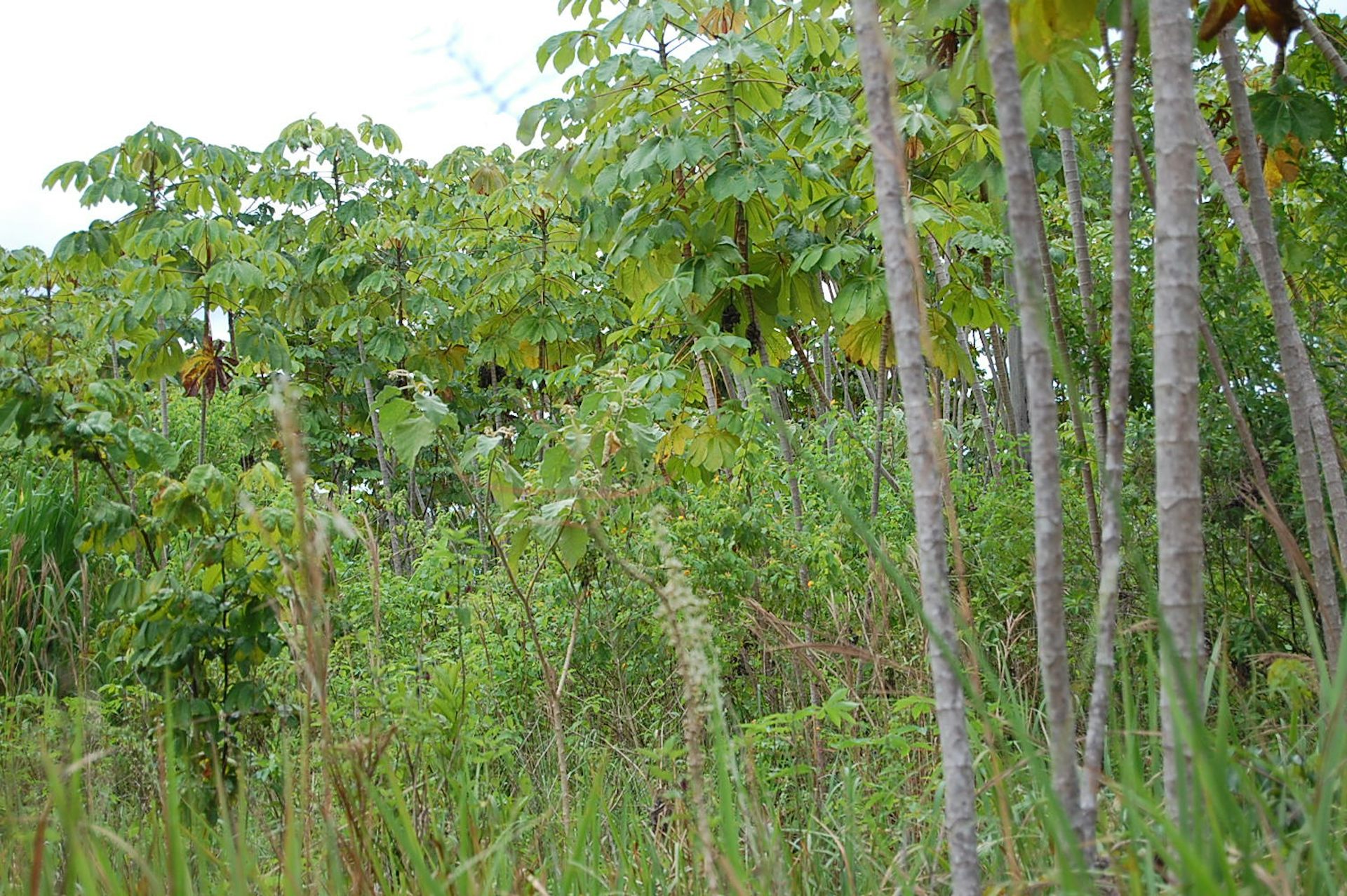A stand of trees with thin, white trunks.