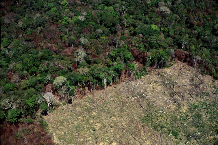 An aerial view of dense forest with a rectangular clearing.