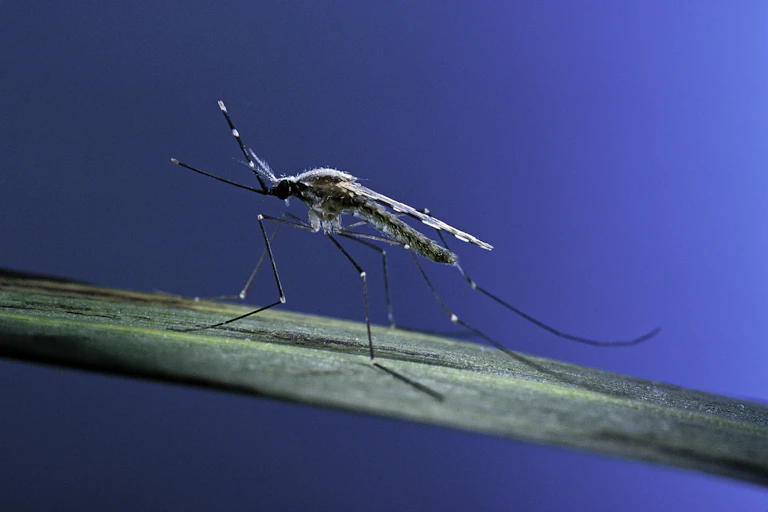 malaria mosquito