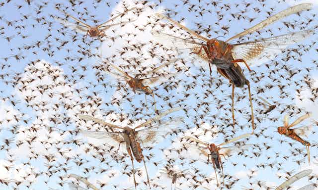 A locust swarm.