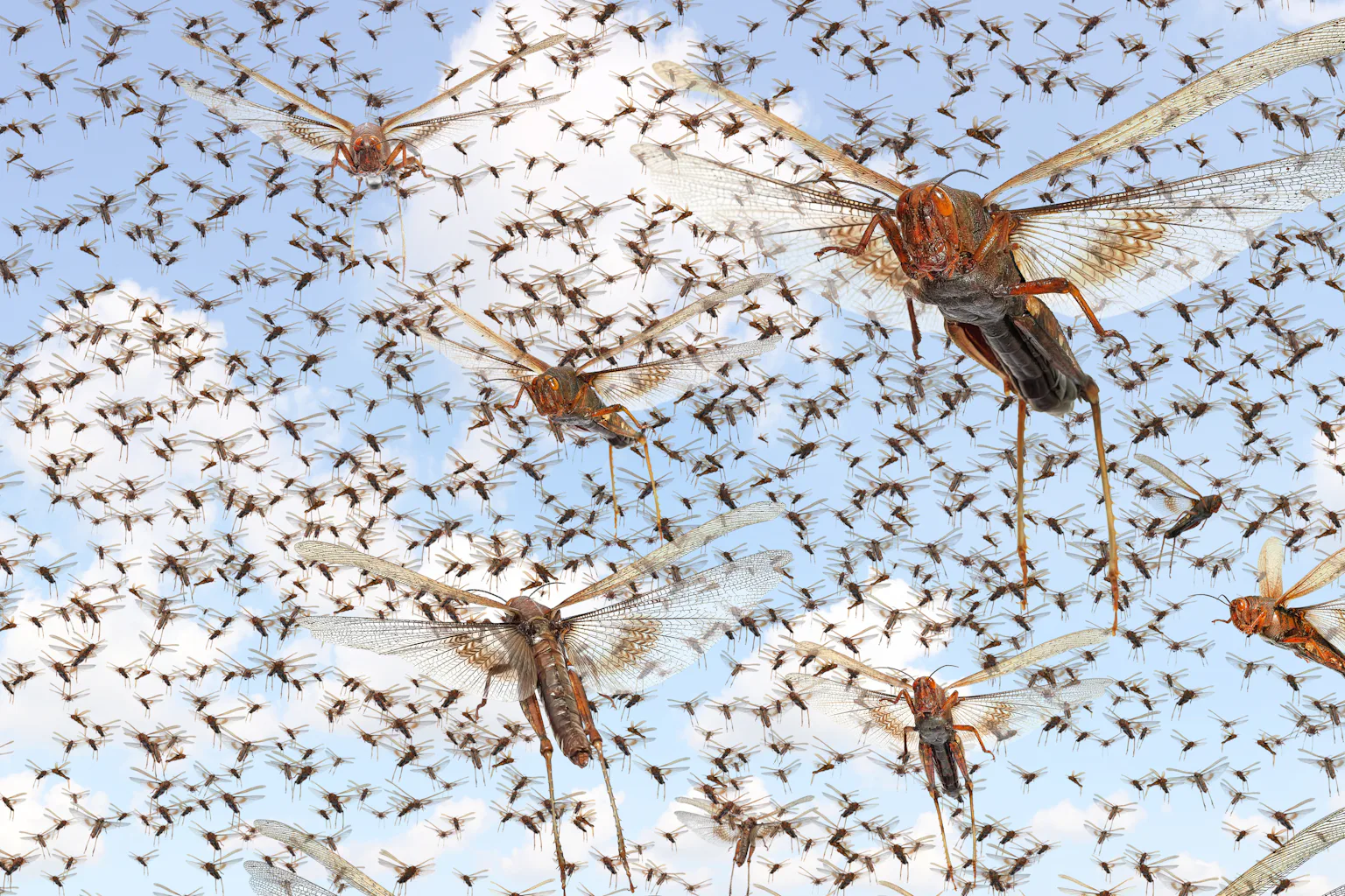 Climate Insects What a warmer, wetter world means for insects, and for what they eat