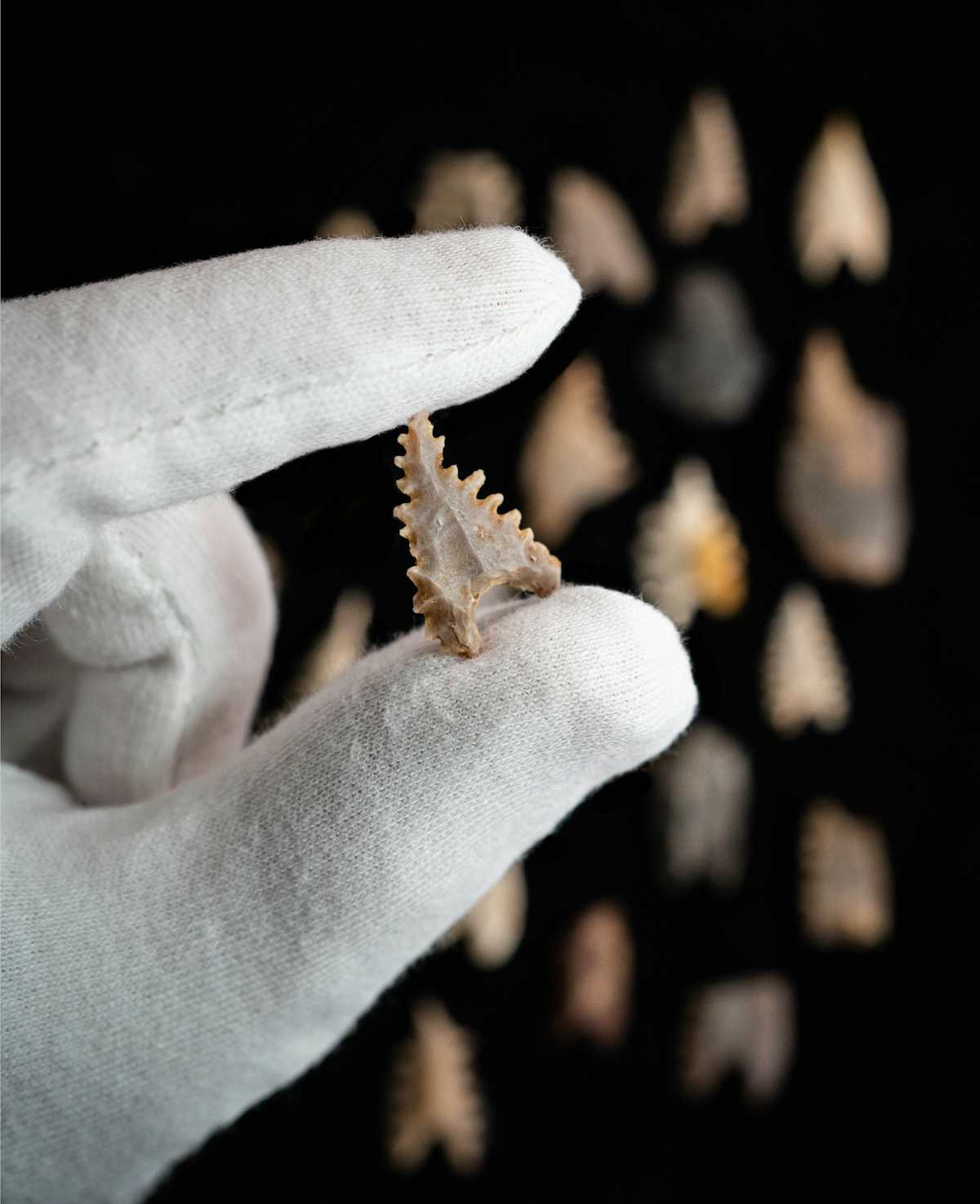 A Toalean stone arrowhead, known as a Maros point. Classic Maros points are small (roughly 2.5cm in maxiumum dimension) and were fashioned with rows of fine tooth-like serrations along the sides and tip, and wing-like projections at the base. Although this particular stone technology seems to have been unique to the Toalean culture, similar projectile points were produced in northern Australia, Java and Japan. Shahna Britton/Andrew Thomson.