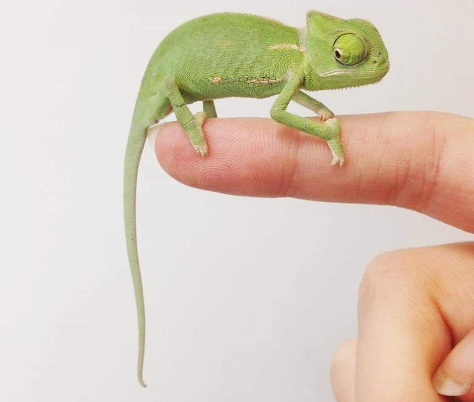 A small light green chameleon, its tail hanging low behind it, is standing on a human finger. It is smaller than the finger.