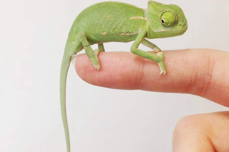 A small light green chameleon, its tail hanging low behind it, is standing on a human finger. It is smaller than the finger.