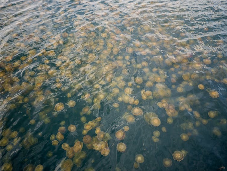 Medusas en el agua del mar