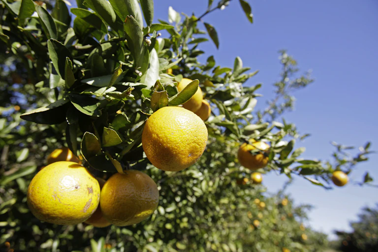 Oranges ripening on a tree.