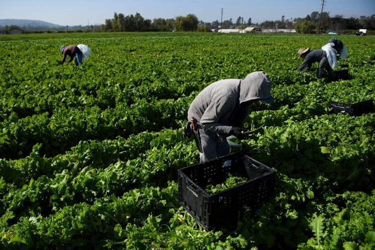 Workers cut greens in a field.