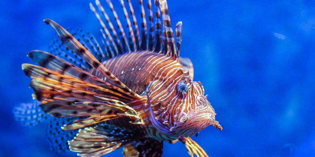 lionfish invasive species