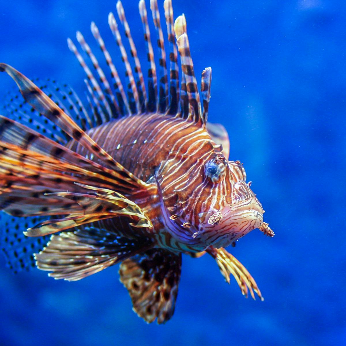 How Fear Of Being Eaten Might Help Keep Invasive Lionfish From Taking Over  Reefs