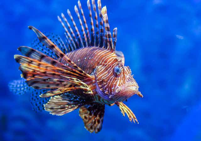 A lionfish in blue water