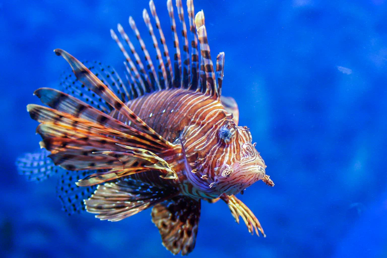 A lionfish in blue water