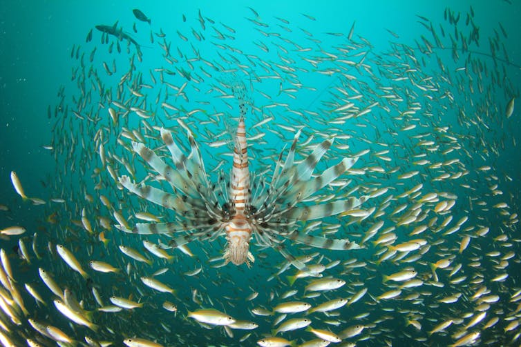 A lionfish surrounded by small white and green reef fish.