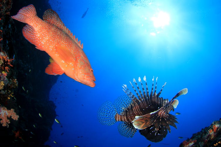 A grouper and a lionfish.