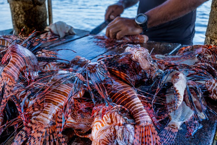 A man prepares lionfish with a knife.