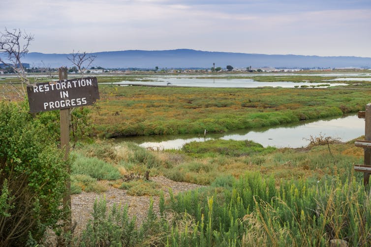 A wetlands restoration project is in progress.