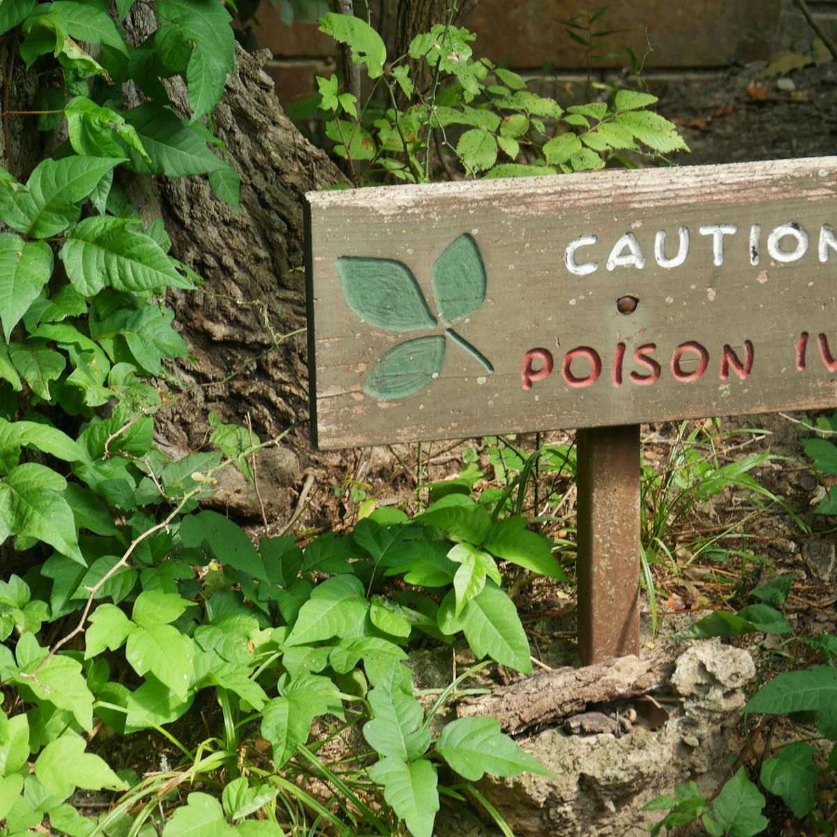 Poison Ivy Can Work Itchy Evil On Your Skin Here S How Poison Ivy Can Work Itchy Evil On Your Skin Here S How