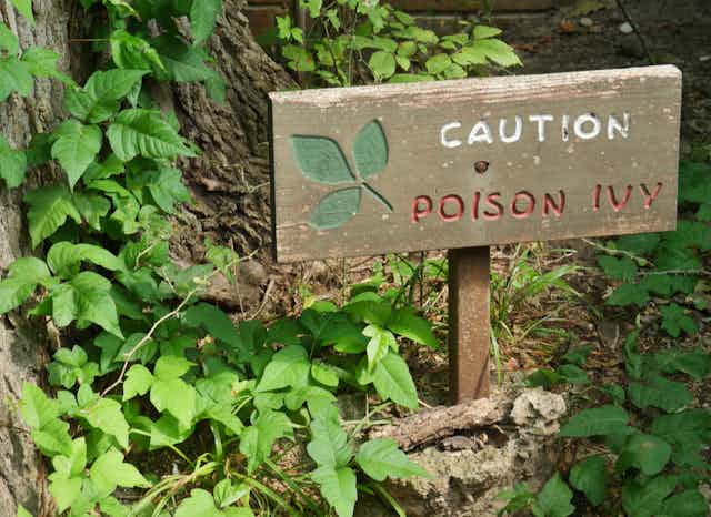 wooden sign in woods warns of poison ivy