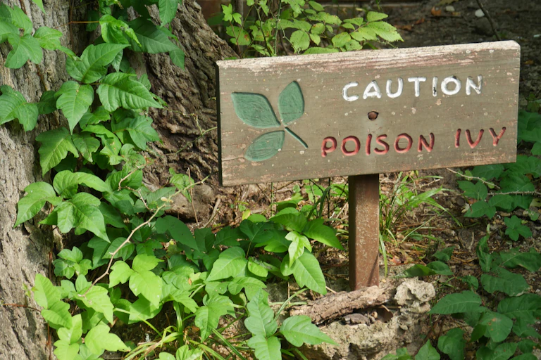 wooden sign in woods warns of poison ivy