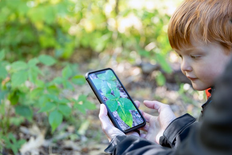 child with smartphone pointed at plant in the woods with identifying app up