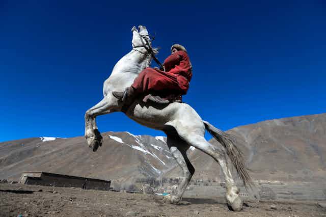 An Afghan in traditional clothes rides a white horse as it rears on its hind legs.