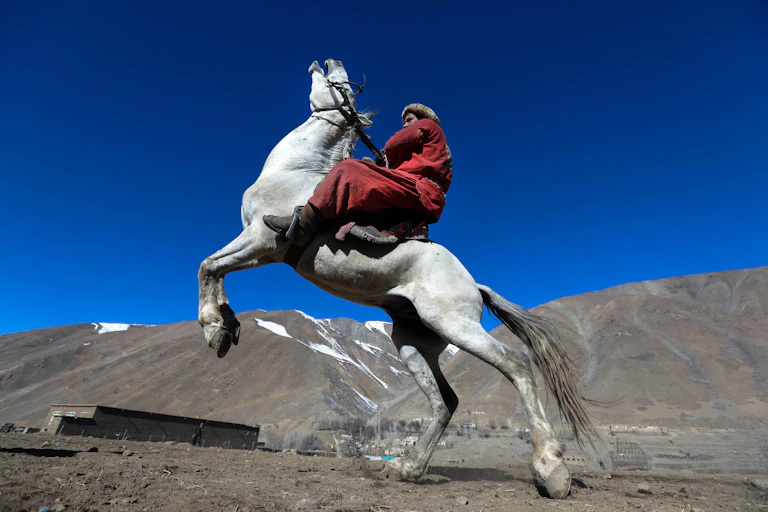 An Afghan in traditional clothes rides a white horse as it rears on its hind legs.